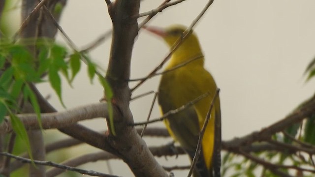 Indian Golden Oriole - ML615809738