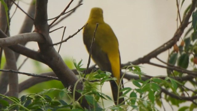 Indian Golden Oriole - ML615809757