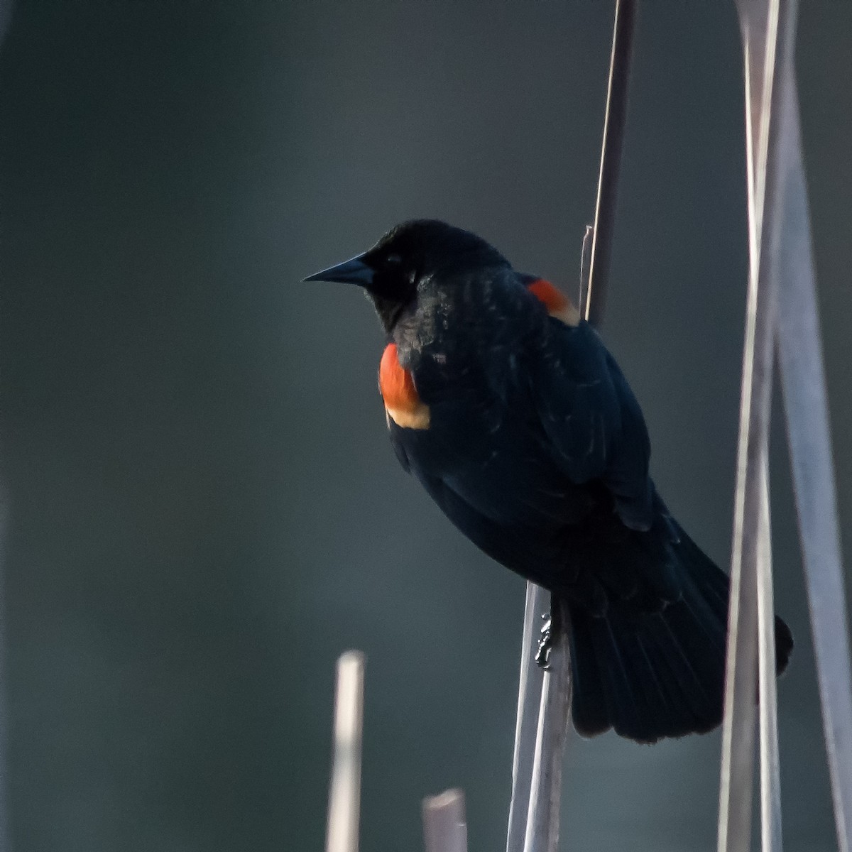 Red-winged Blackbird - Nick Balachanoff