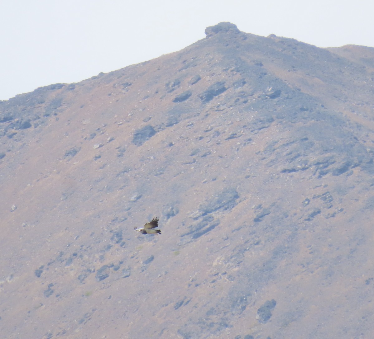 Black-chested Buzzard-Eagle - ML615810020