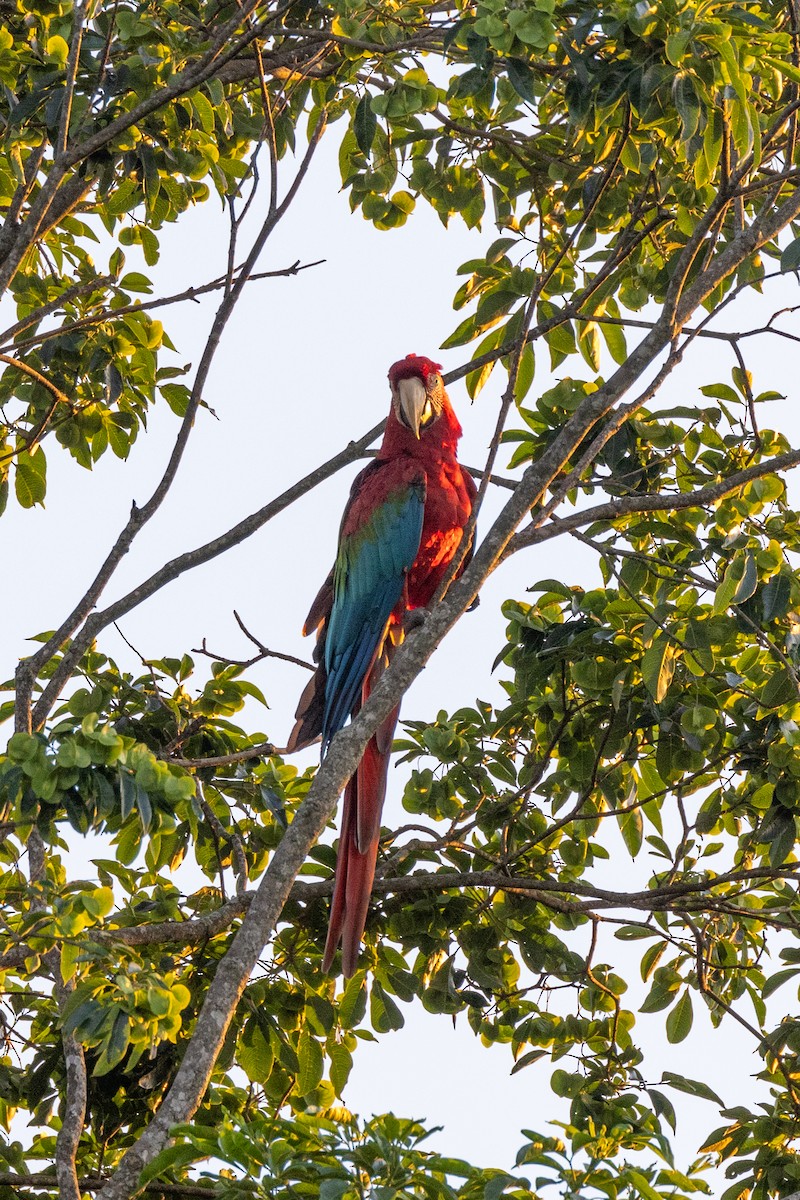 Red-and-green Macaw - Charlie Bostwick