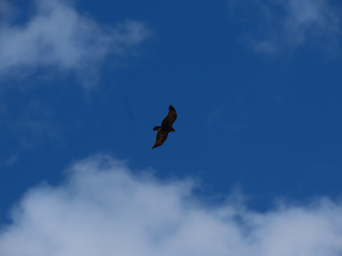 Black-chested Buzzard-Eagle - ML615810117