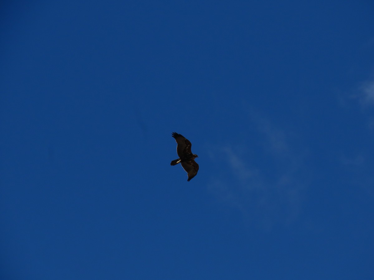 Black-chested Buzzard-Eagle - ML615810118