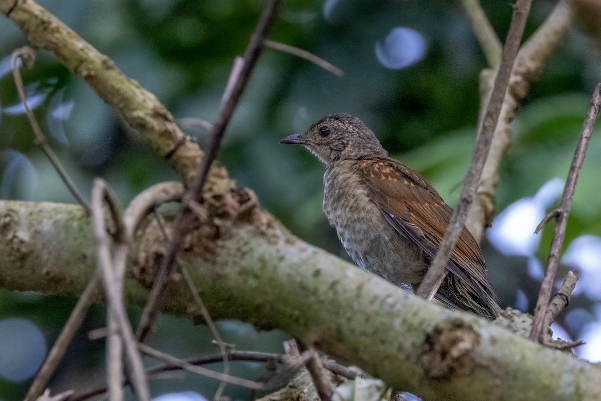 Pale-breasted Thrush - ML615810171