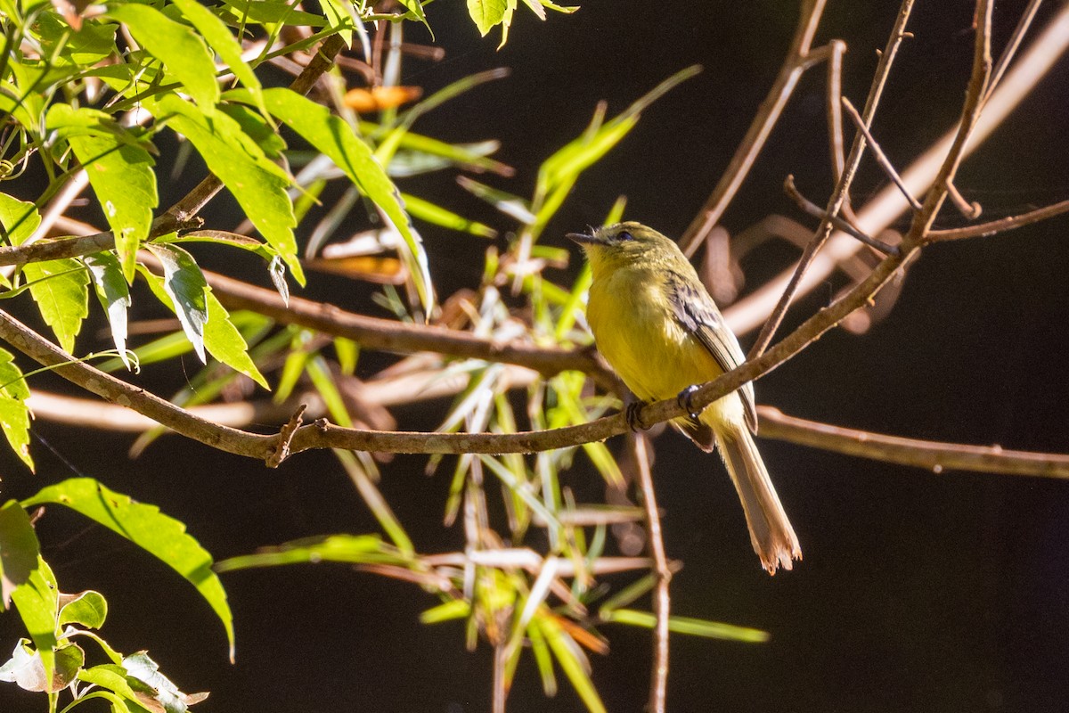 Golden-crowned Warbler - ML615810284
