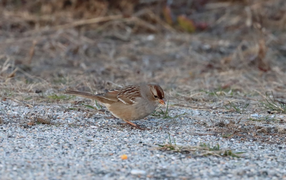 White-crowned Sparrow - ML615810294