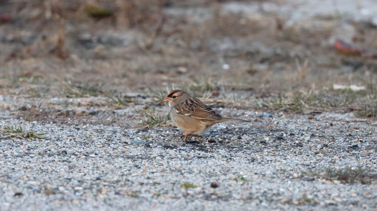White-crowned Sparrow - ML615810345