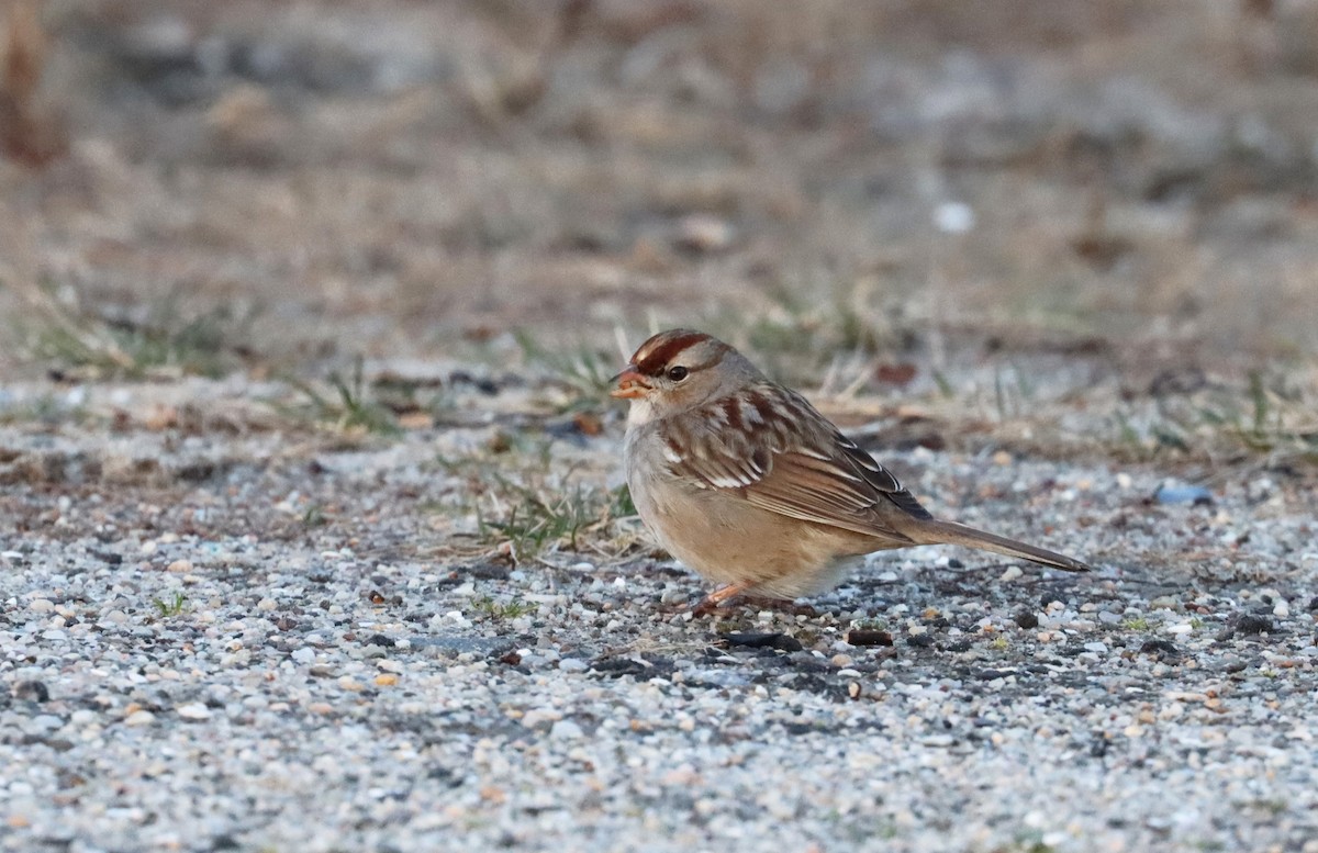 White-crowned Sparrow - ML615810368