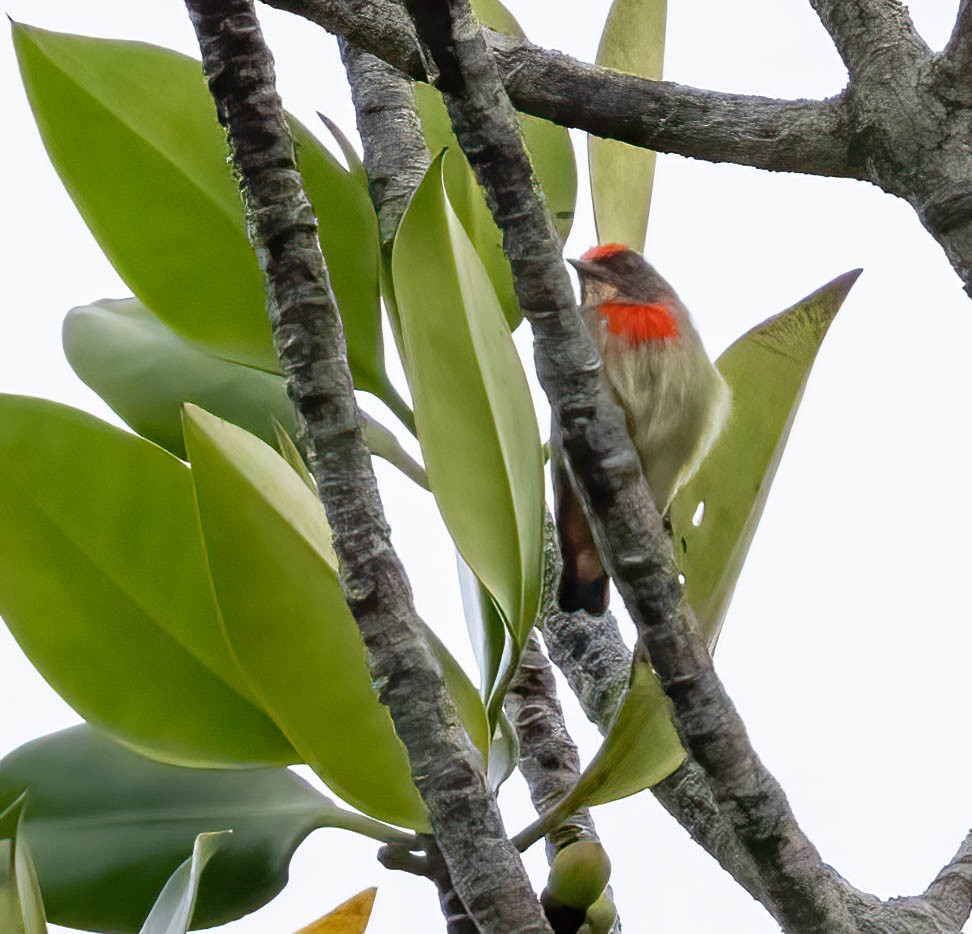 Red-capped Flowerpecker - ML615810413