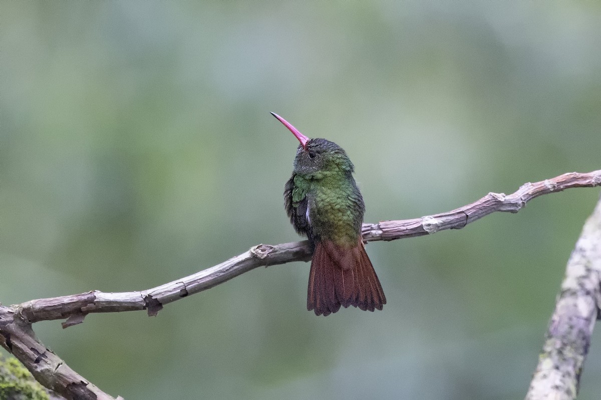 Rufous-tailed Hummingbird - ML615810682