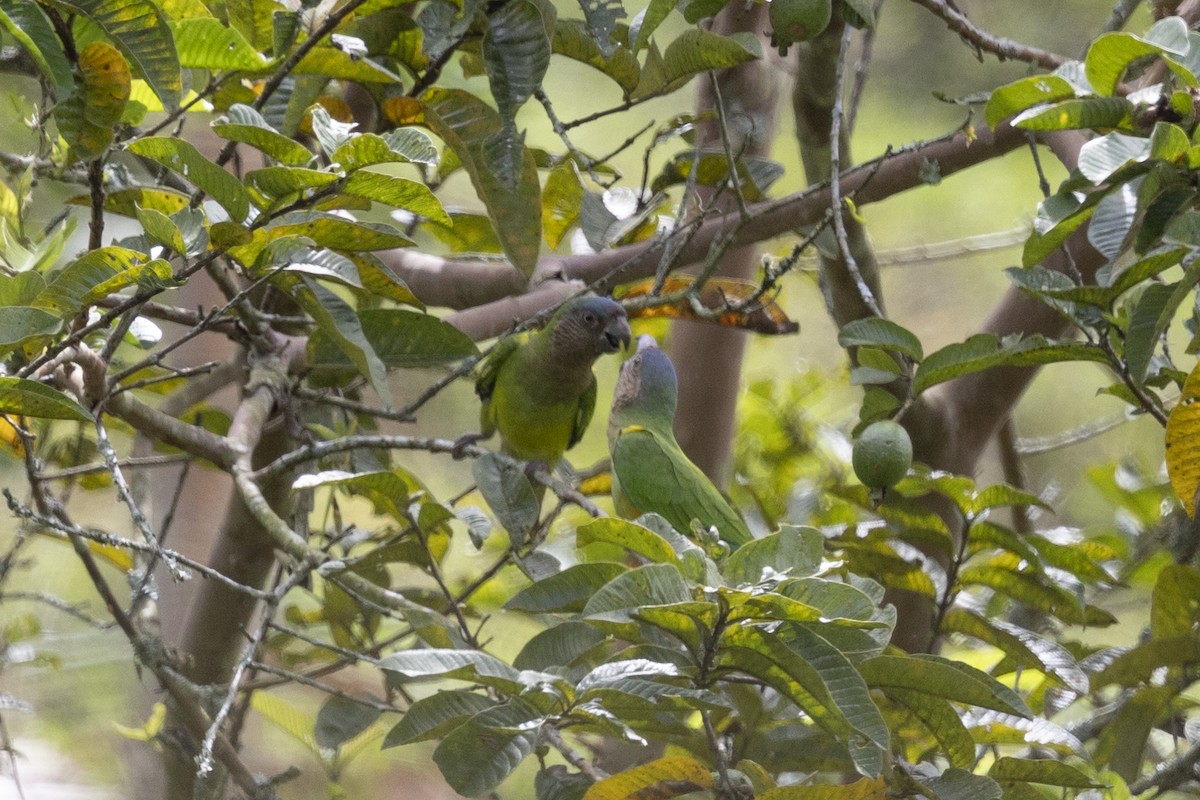 Brown-throated Parakeet - ML615810731