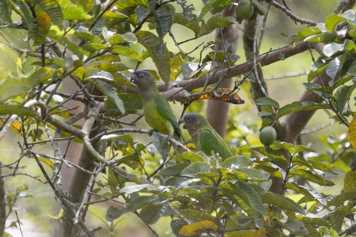 Brown-throated Parakeet - Loni Ye