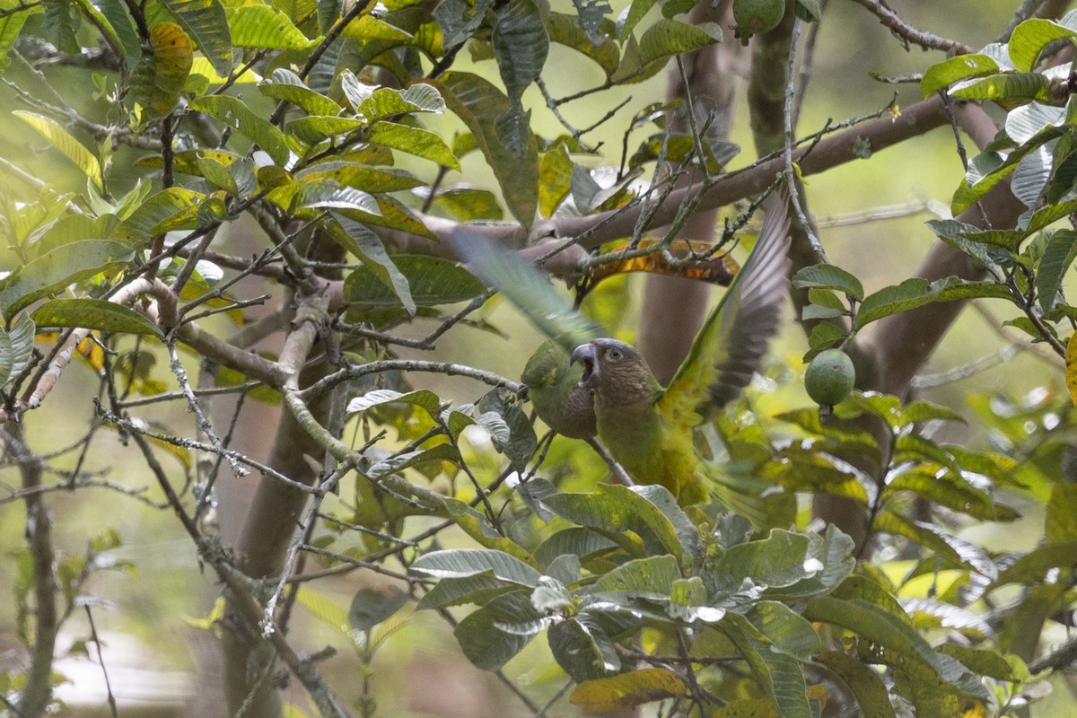 Brown-throated Parakeet - ML615810734