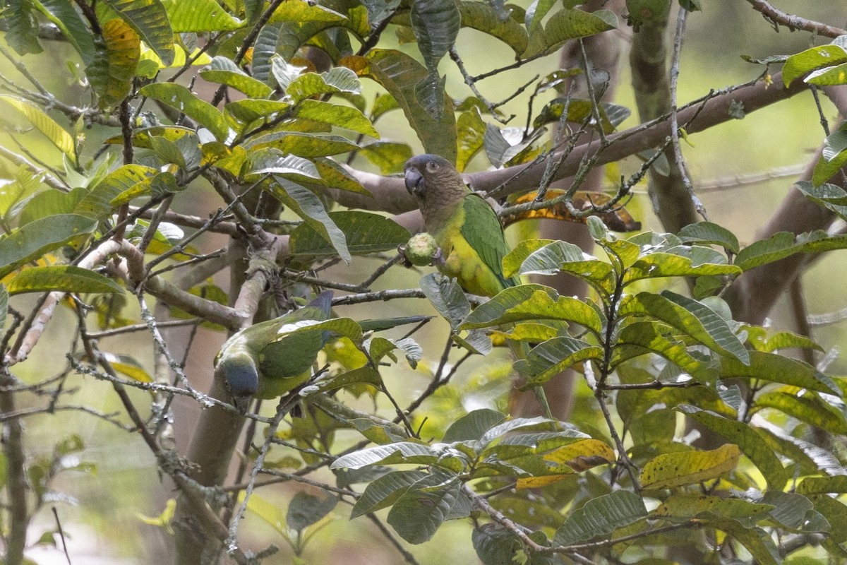Brown-throated Parakeet - ML615810735