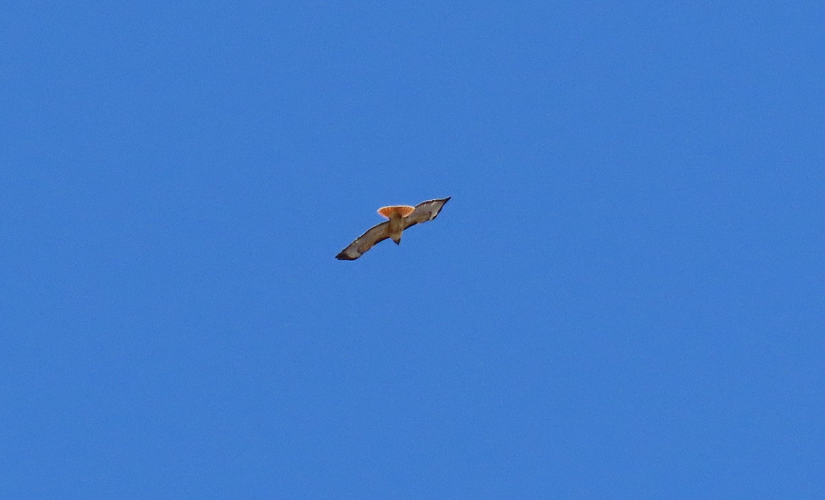 Red-tailed Hawk - ML615810782