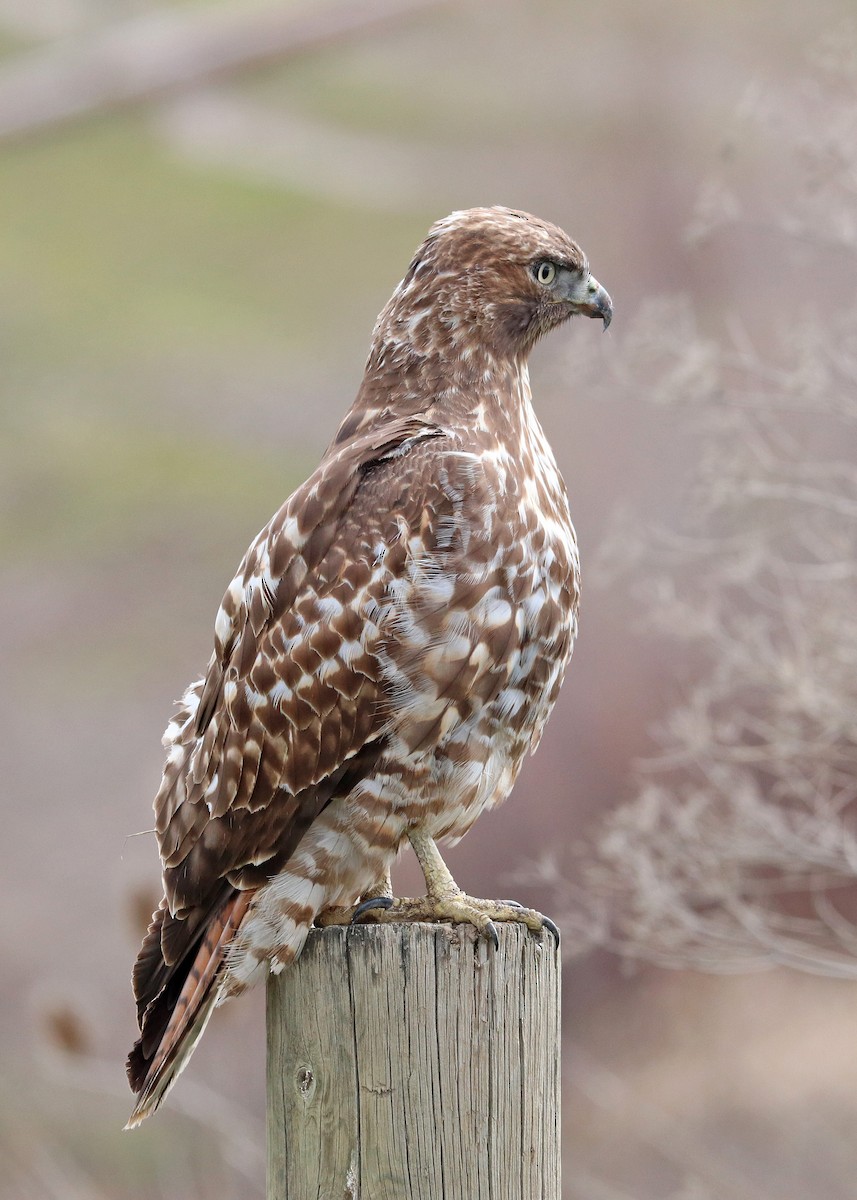 Red-tailed Hawk - ML615810985