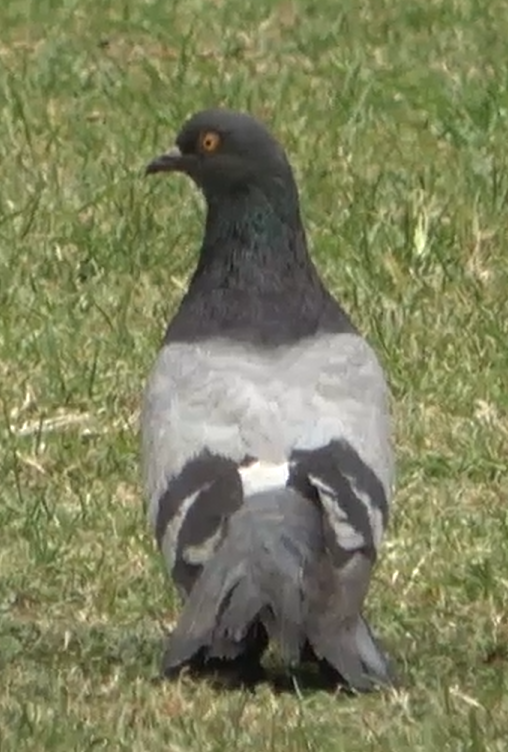 Rock Pigeon (Feral Pigeon) - ML615810987