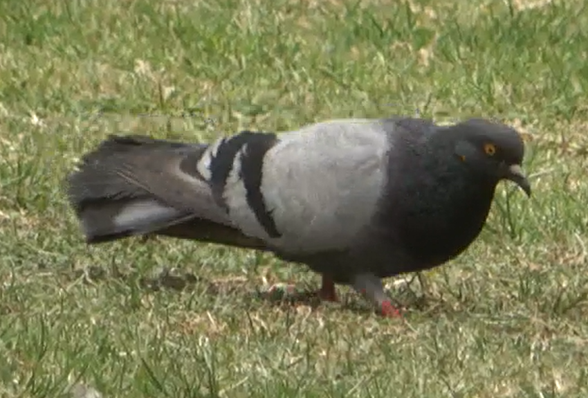 Pigeon biset (forme domestique) - ML615810988