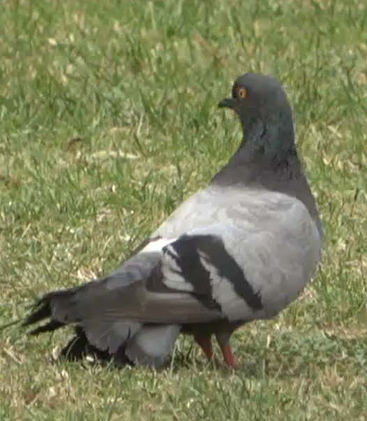 Pigeon biset (forme domestique) - ML615810989