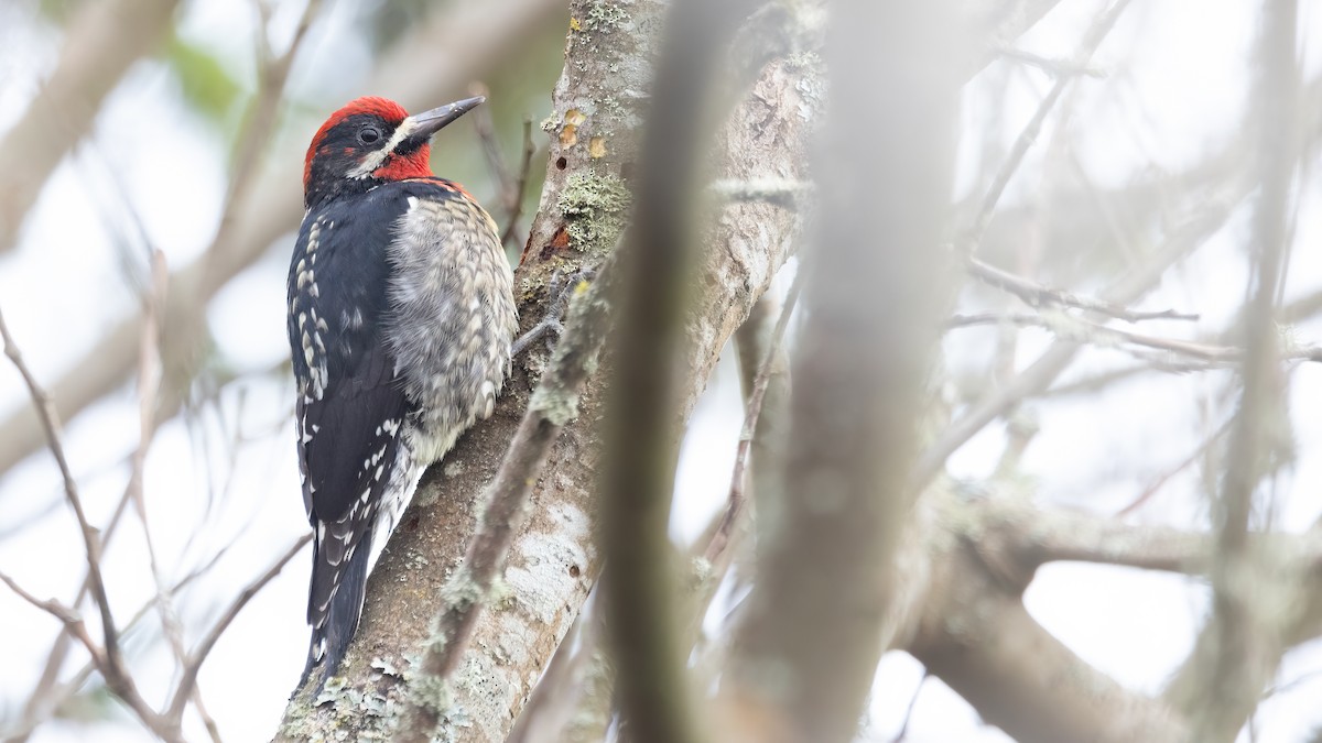 Red-naped x Red-breasted Sapsucker (hybrid) - ML615811080