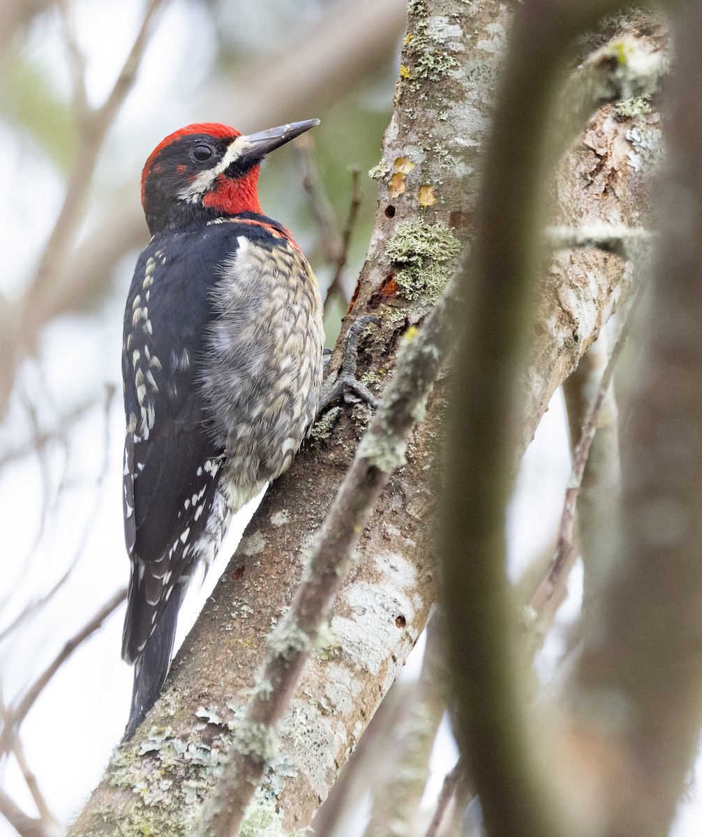 Red-naped x Red-breasted Sapsucker (hybrid) - ML615811081