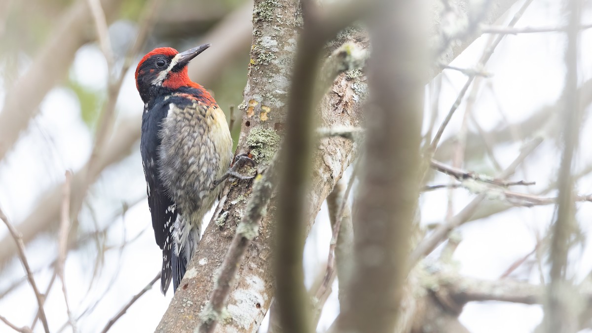 Red-naped x Red-breasted Sapsucker (hybrid) - ML615811082