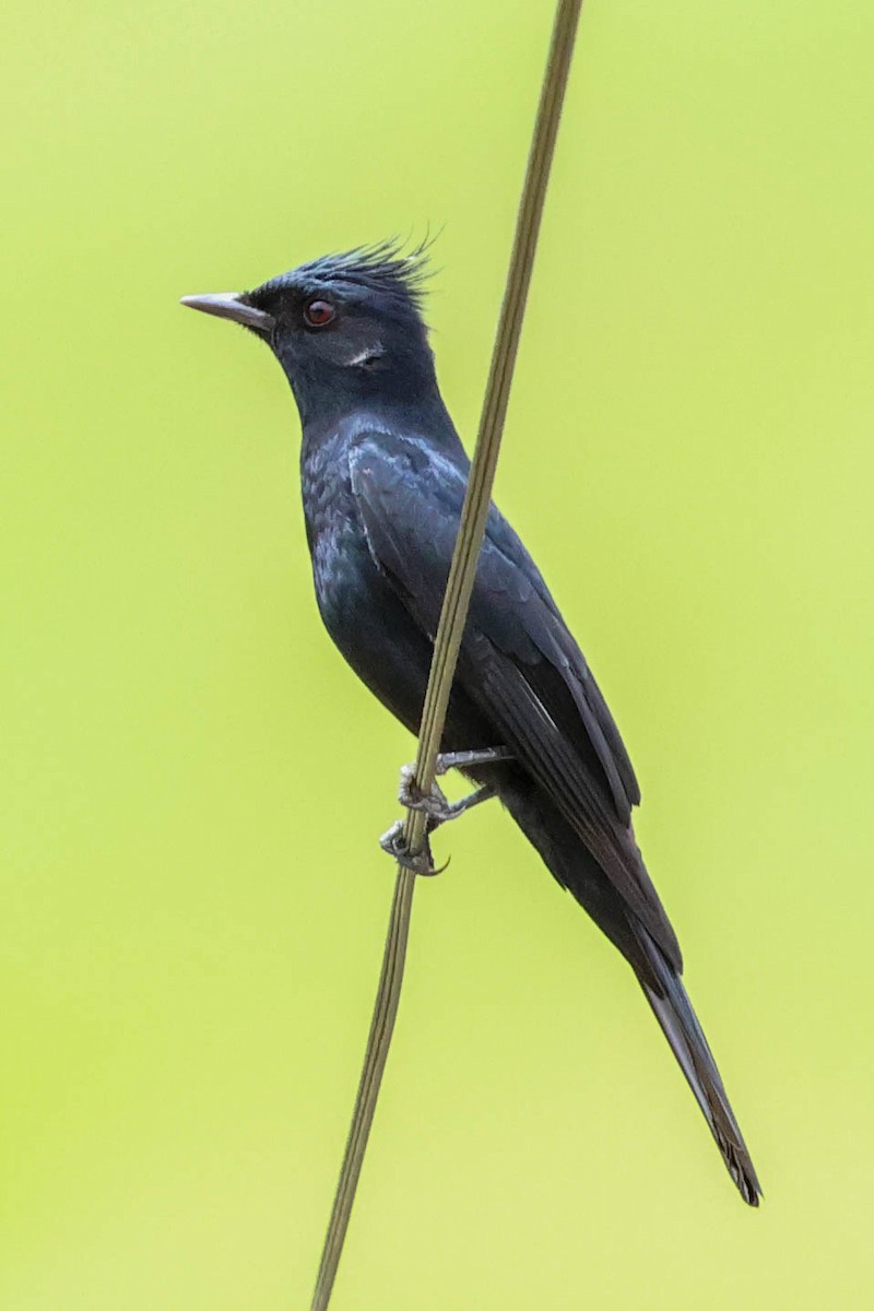 Crested Black-Tyrant - Skip Russell