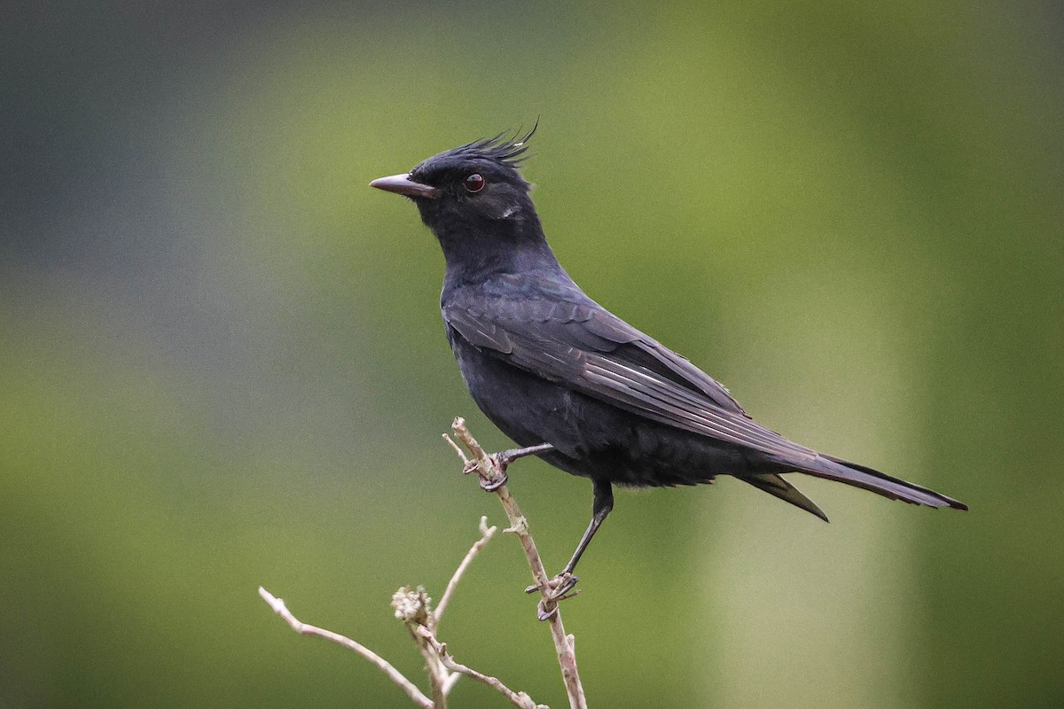 Crested Black-Tyrant - Skip Russell