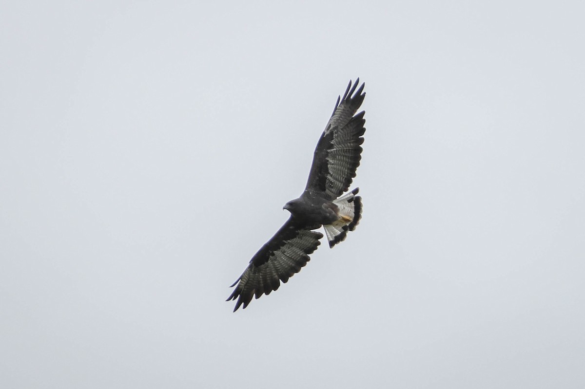 White-tailed Hawk - ML615811353