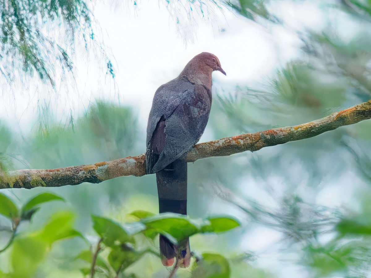 Philippine Cuckoo-Dove - ML615811441