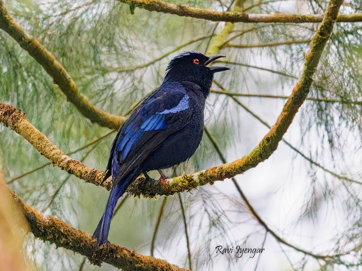 Philippine Fairy-bluebird - Ravi Iyengar