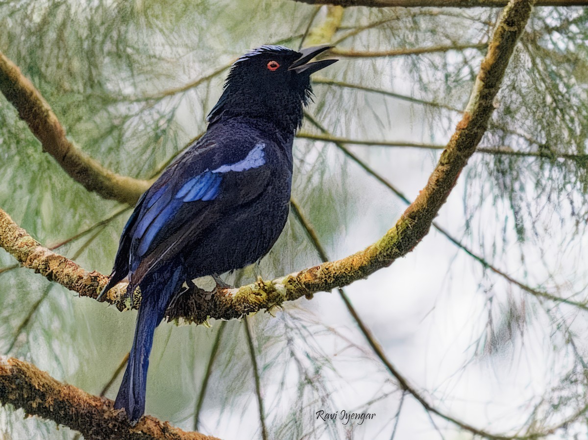 Philippine Fairy-bluebird - ML615811472