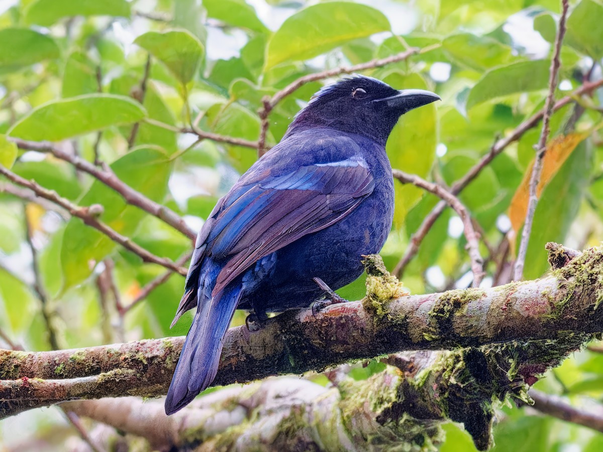 Philippine Fairy-bluebird - ML615811473