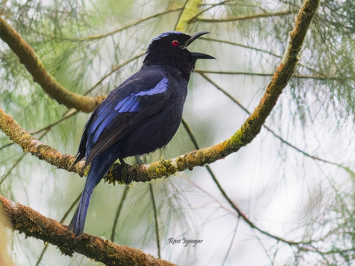 Philippine Fairy-bluebird - ML615811474