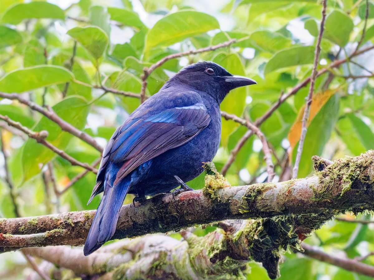 Philippine Fairy-bluebird - ML615811475