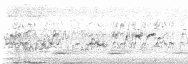 Cava Islıkçı Ördeği - ML615812075