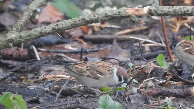 Eurasian Tree Sparrow - ML615812200