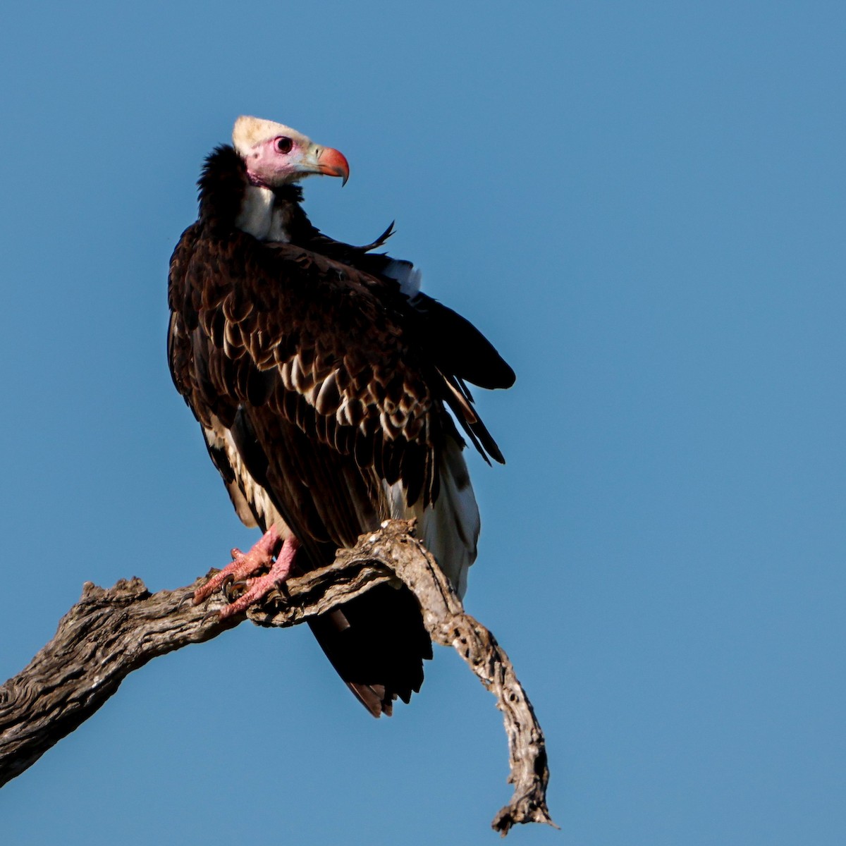 White-headed Vulture - ML615812273