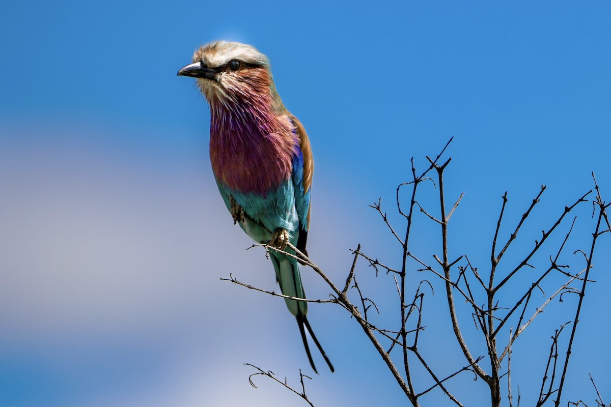 Lilac-breasted Roller - ML615812342