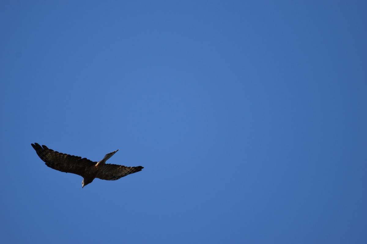 Square-tailed Kite - ML615812457