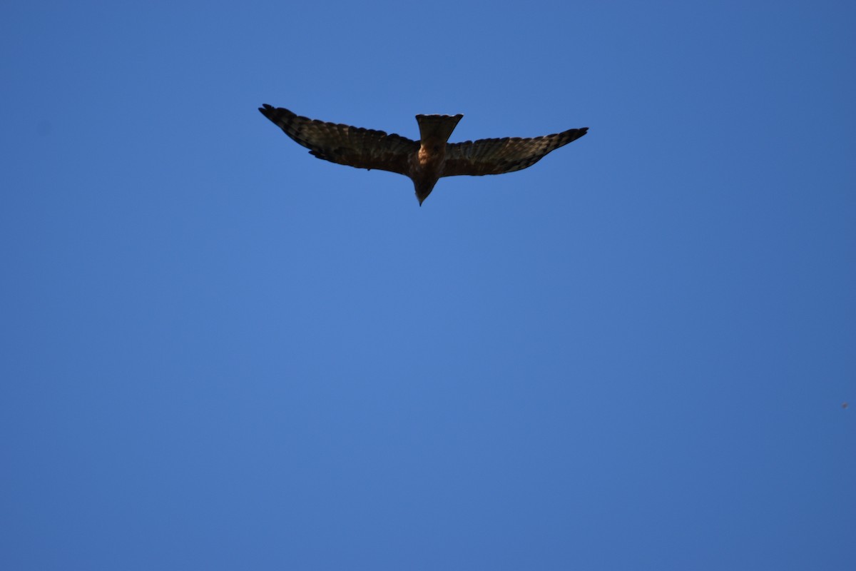 Square-tailed Kite - ML615812458