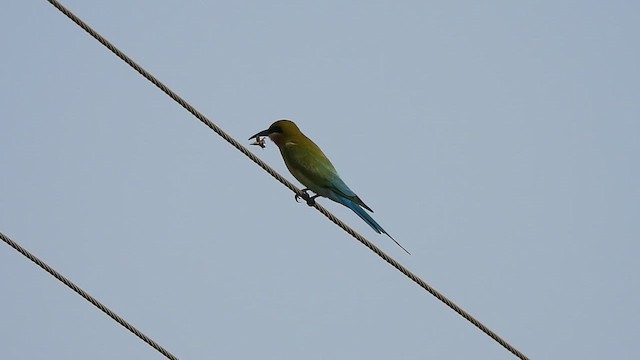 Blue-tailed Bee-eater - ML615812521