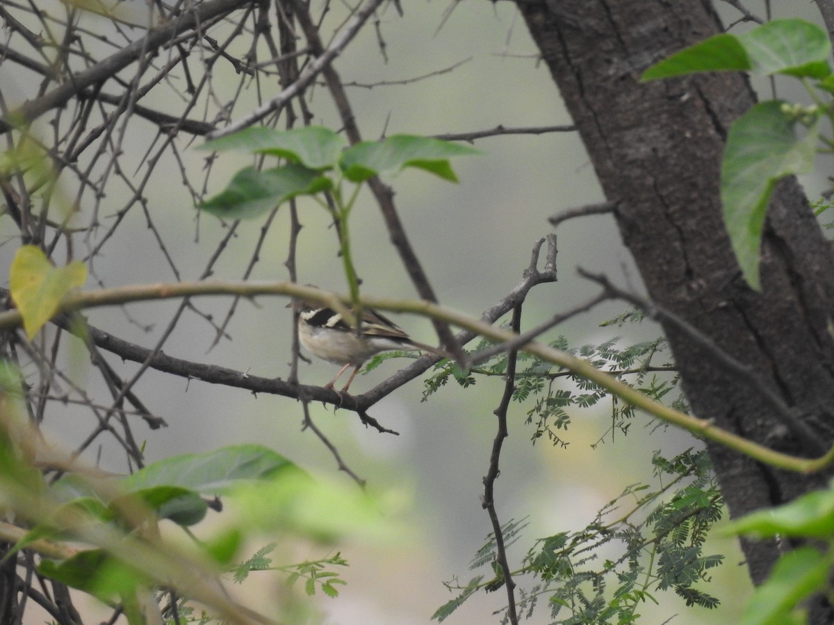Forest Wagtail - ML615812703