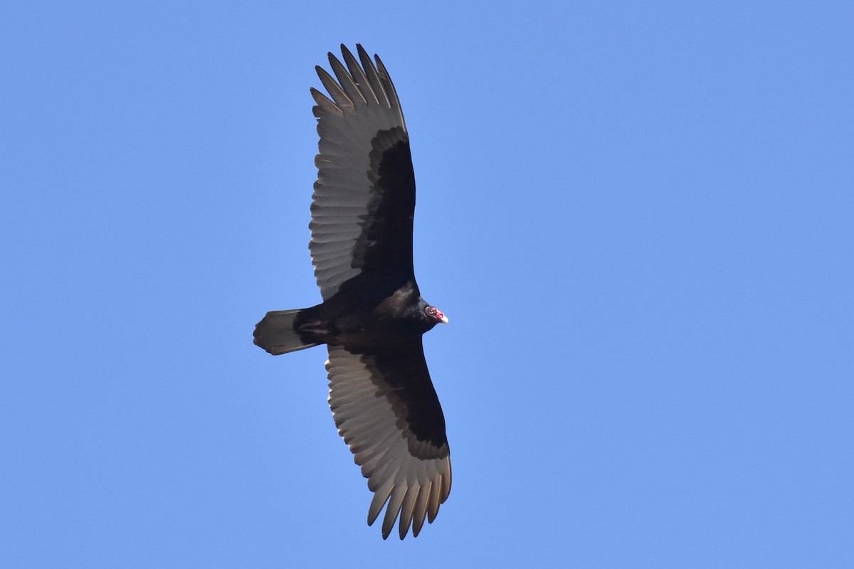 Turkey Vulture - Naresh Satyan