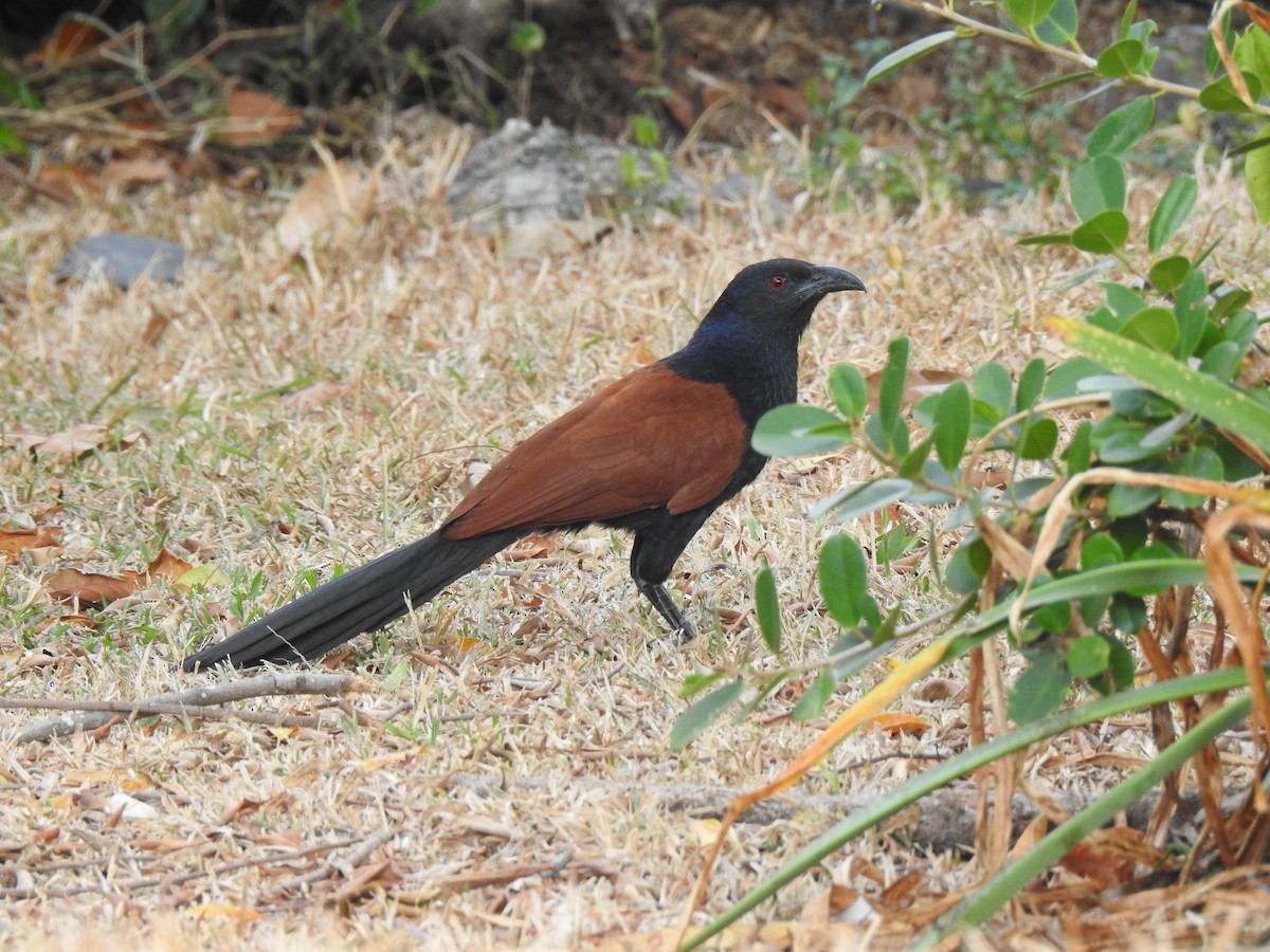 Greater Coucal - ML615812772
