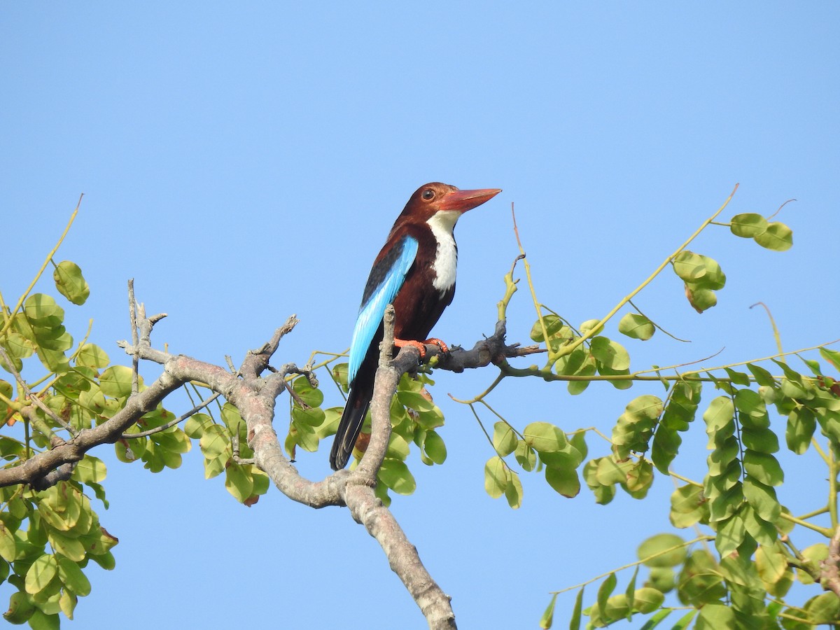 White-throated Kingfisher - Troy Case