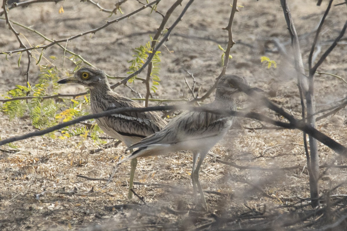 Indian Thick-knee - ML615812851