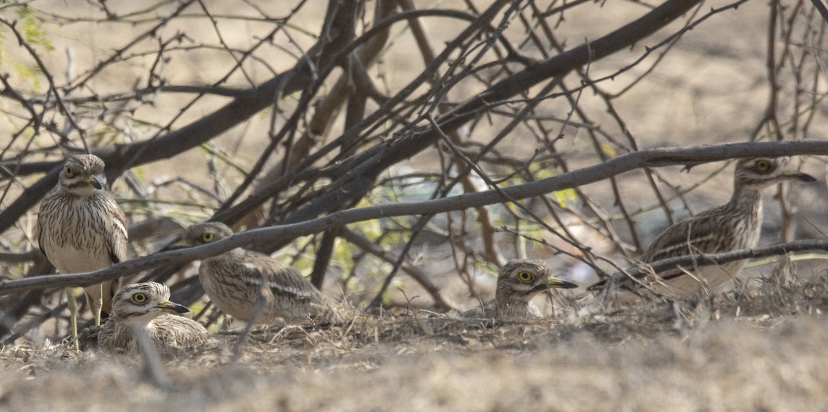 Indian Thick-knee - ML615812852