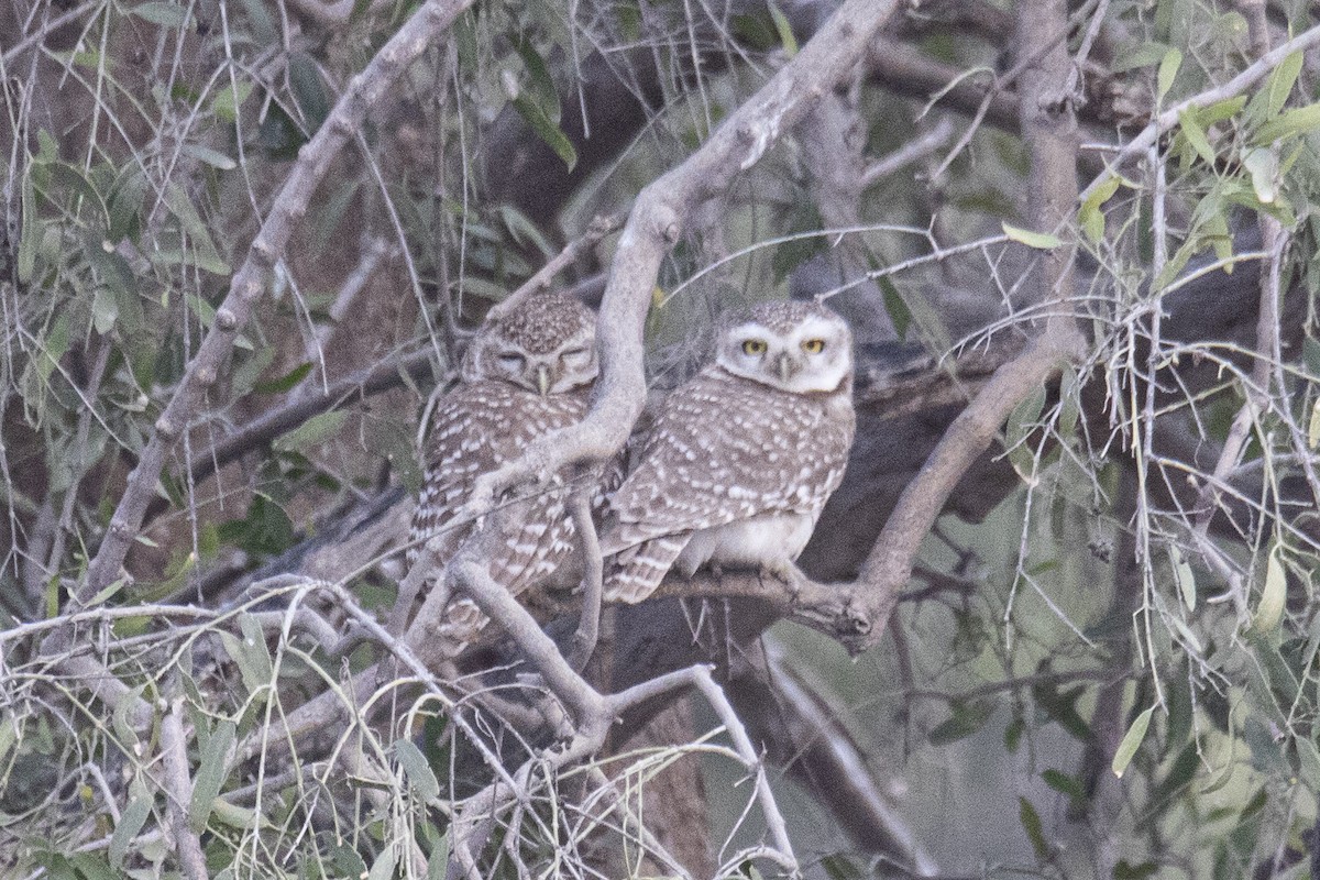 Spotted Owlet - ML615812869