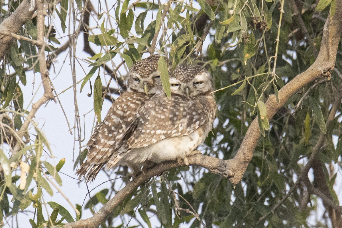 Spotted Owlet - ML615812870